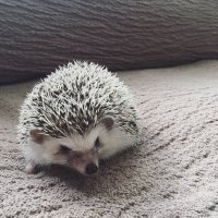 FURANO de NONBIRI (@jasmine_m_y) 's Twitter Profile