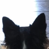 いかの (@oyasu30ml) 's Twitter Profile Photo いかの (@oyasu30ml) 's Twitter Profile Photo