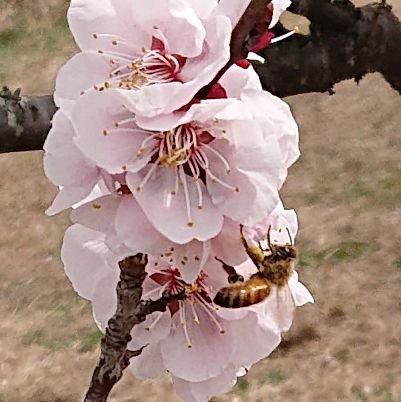 上方芸能 城 鉄道 宝塚歌劇にはまってます。チケット情報宜しくお願いします❗