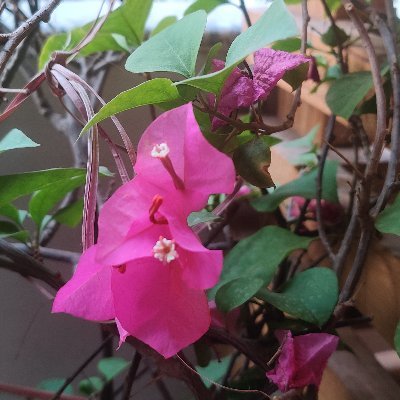 Nature lover, botanist foodie , loves photography & travel & explore planet 🌍🌎☘️🌿🌺☺️