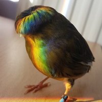 비즈하는새(비즈하는중)🏳️‍🌈(@beads_bird) 's Twitter Profile Photo