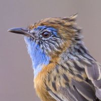 WestOz Bird Photographer(@WestOzPhoto) 's Twitter Profile Photo