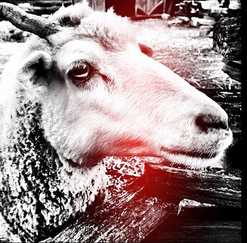 photomikro's profile picture. 