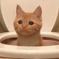 𝙇𝙪𝙡𝙪𝙛𝙞 𝘧𝘵. semi-hiatus (@sunday_morningv) 's Twitter Profile