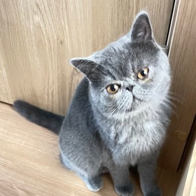 🐈⬛甘えん坊なロコの日常を投稿してます♪無言フォロー歓迎!/飼い主は猫🔰/🎂2022.6.1 ・🏡9.15/color:ブルー ✴︎YouTubeも投稿してます♪ https://t.co/zqsxG5chni