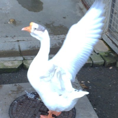 こちらのアカウントは使いませんさんのプロフィール画像