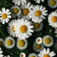 Gül Smrl (@smrlgul) 's Twitter Profile