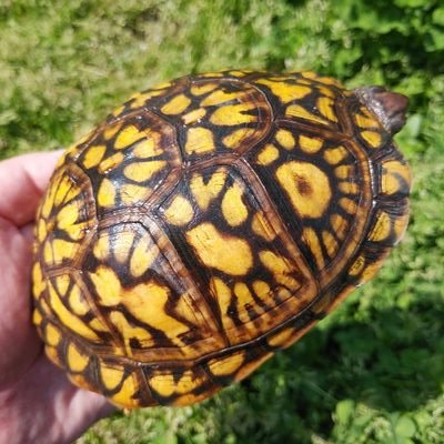 動取業第2152号 金魚、亀、植物を趣味で楽しむオッサン。出店は「とんぶり」のみ。予約不可。業無し発送不可。フォロバは内容次第。卵売り垢フォロワーは即ブロック
🔶注意事項🔶
当方への謂れ無き誹謗中傷や脅迫行為等に対しましては、きちんと対処させて頂きますのでご理解を。年齢問わず、自分の言動には責任もちましょう。