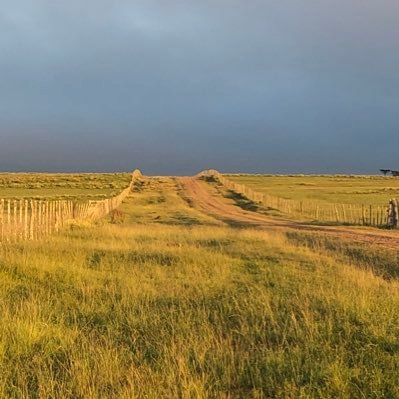 pedernal96's profile picture. Oriental