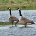 Wild Wrendale (@wildwren_) Twitter profile photo Wild Wrendale (@wildwren_) Twitter profile photo