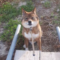 バラーシ・リンクス (@l_lizard_) 's Twitter Profile