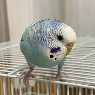 不注意で外に出てしまいました。
青と白のセキセイインコです。
【特徴】
性別：不明
色：青と白
鳴き声、おしゃべり：「ピーピー」など
【届け出先警察署、交番】
城東警察署今福交番

詳しくはこちらをご覧ください。
・迷子ペットのデータベース https://t.co/KGFnb8WZCv
https://t.co/n36DDFzxWp