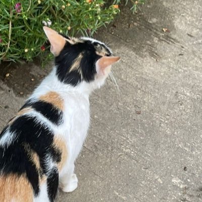 donutyoungmero1's profile picture. 