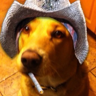 iamjaybo's profile picture. conservative, dog lover