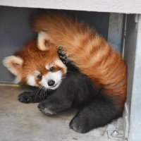 Red Panda USA(@RedPanda_unity) 's Twitter Profile Photo