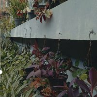 fai_²³ 🌳🌿🌱🍃 (@fai_blublublu) 's Twitter Profile Photo fai_²³ 🌳🌿🌱🍃 (@fai_blublublu) 's Twitter Profile Photo