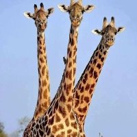 Giraffe Lovers(@giraffe_unity) 's Twitter Profile Photo