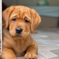 Cats & Dogs Lovers (@cats_dogs_kit) 's Twitter Profile