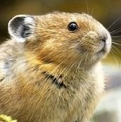 마우스맹고さんのプロフィール画像