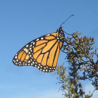 #BTS fans working to save butterflies