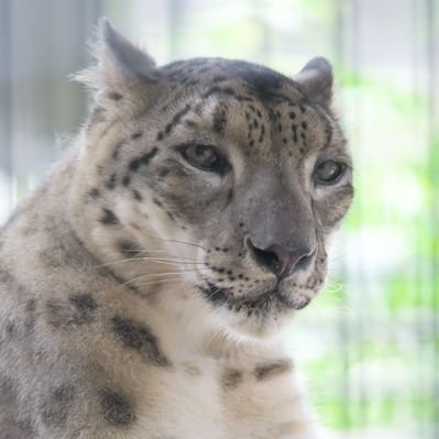 【空シド】ヒョウ　オオカミ　シベリアンハスキー　4点　BAEZ3 ハスキー犬とオオカミ。オオカミはハスキー犬のほぼ3倍の大きさ