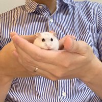 だいふく (@dfk_0125) 's Twitter Profile