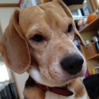 🐶Tomomi0607🧠 (@tsudatomom57718) 's Twitter Profile