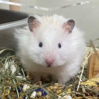 마리 (@hamster_mari) 's Twitter Profile