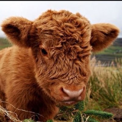 FluffyxCow1 Profile Picture