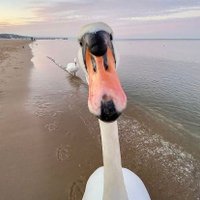 Sam 👩🏼‍🔬👩🏼‍🏫🐧🧪🦢🏴󠁧󠁢󠁳󠁣󠁴󠁿 (@sam_wise12) 's Twitter Profile