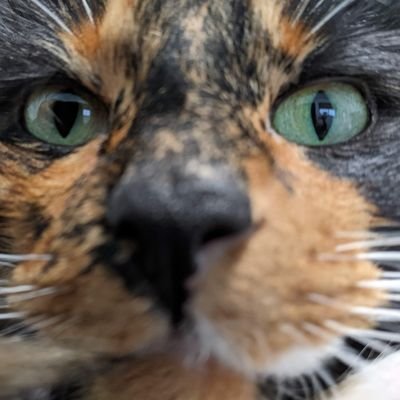 calliopidgin's profile picture. Lightcannon enjoyer. Poppy/Gwen ambassador.  https://t.co/gXUoj6zKB1
https://t.co/GXWcV0qC8e