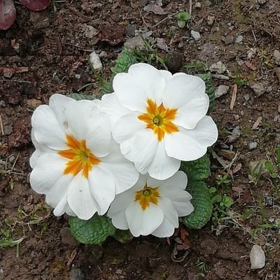 zoran_zozo's profile picture. 