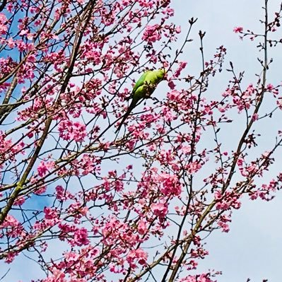 Poet and Translator; interested in art, books, botany, embroidery, fashion, languages, literature, music, nature, photography, poetry, translation 💐