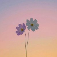 𝙎𝘼 (@iithihasa) 's Twitter Profile Photo 𝙎𝘼 (@iithihasa) 's Twitter Profile Photo