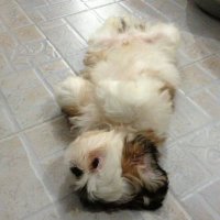 Coopdoo (@coopdoo2) 's Twitter Profile
