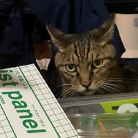 「臨」 (@tacseik) Twitter profile photo