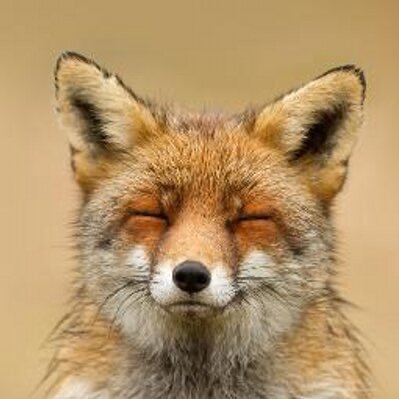 Urban(e) fox | vulpine thinkfluencer | #NotAllFoxes activist | sometimes NSFW | he/him | AD: @MacTheFux | say hi :3
