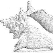 Conch Shell Capital (@tmtmoats) 's Twitter Profile