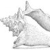 Conch Shell Capital (@tmtmoats) Twitter profile photo Conch Shell Capital (@tmtmoats) Twitter profile photo