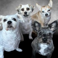 Nettles🌿Daisy🌼Clover☘️& Barley🌾(@OurRescues) 's Twitter Profile Photo