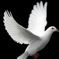 حسن وافي الهلالي (@wafy_alhlaly) 's Twitter Profile