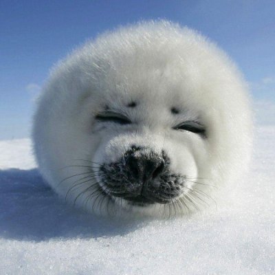 Cool bean seal building the future
