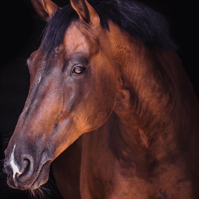 Kampls1Anstass's profile picture. 