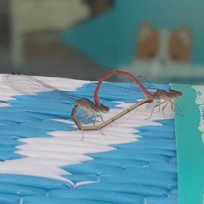 Ahsem626's profile picture. 