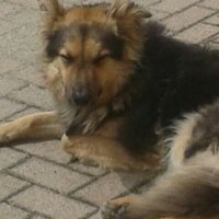 Eragon (@feltre01) 's Twitter Profile