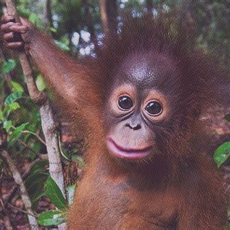 Hairy Orangutan 