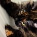 Ollie Bean Gremlin Queen ✨ (@gremlinollie) Twitter profile photo Ollie Bean Gremlin Queen ✨ (@gremlinollie) Twitter profile photo