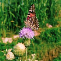 Ayush bauddha (@ayushbauddha) 's Twitter Profile