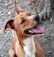 cas_nerja's profile picture. CAS (Costa Animal Society) helping abused and abandoned animals on the Costa Del Sol since 1986. We always need more volunteers, fund raisers & sponsors.