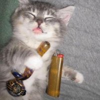 Coala (@hwkin) 's Twitter Profile